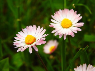 Pink daisy flowers