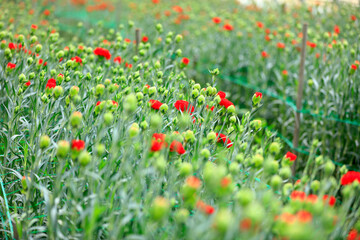 Fototapeta premium Carnations are in the greenhouse