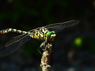 Portrait of a dragonfly