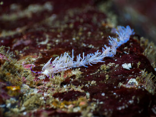 Obraz na płótnie Canvas Blue dragon nudibranch on the rock (Mergui archipelago, Myanmar)