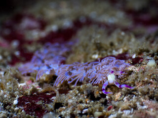 Blue dragon nudibranch on the rock (Mergui archipelago, Myanmar)