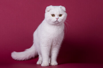 Katze