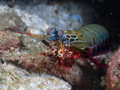 Peacock mantis shrimp leaning out of its burrow (Mergui archipelago, Myanmar)