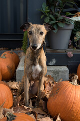 Puppy with pumpkin