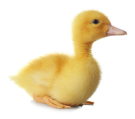 Cute fluffy gosling on white background. Farm animal