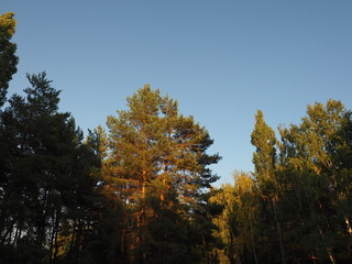 autumn in the forest