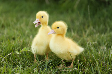 Cute fluffy goslings on green grass. Farm animals