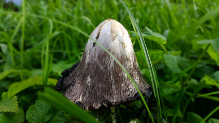 An Ink mushroom known as the Coprinus or Dung mushroom with its famous ink edges, close-up against a lush green meadow grass backdrop.