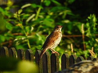 Song thrush