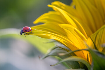 Seven-spot ladybird on a Sunflower petal