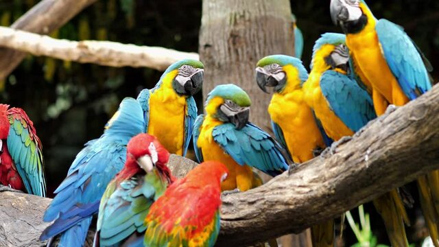 4k 30p ; group of colorful parrot on dry tree, macaws free in zoo park. behavior of beautiful bird society.