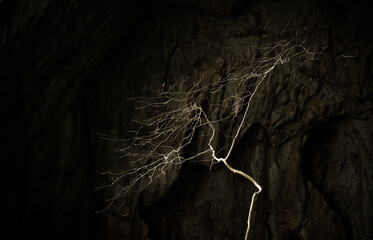 Lone tree in the cave