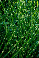 Pflanze Gras gestreift