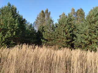 Obraz premium pine tree in the field