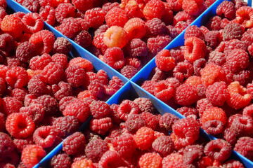 Fresh ripe red raspberries in a plastic crate on a  market . Close-up..