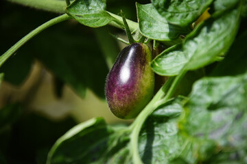 purple fruit