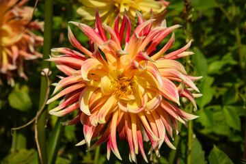 orange dahlia flower