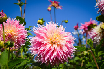 red and yellow flowers