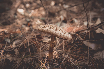 mushrooms in the forest