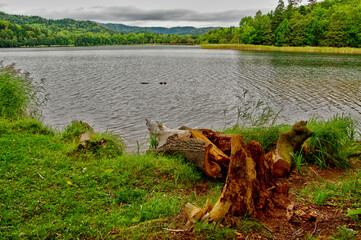 曇り空の湖畔の朽ちた切り株