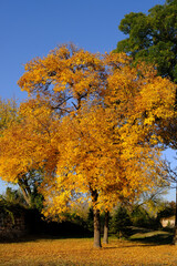 autumn trees in the park