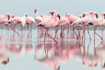 Gordijnen Groepsvogels van roze Afrikaanse flamingo& 39 s die rond de blauwe lagune lopen © Yuliia Lakeienko