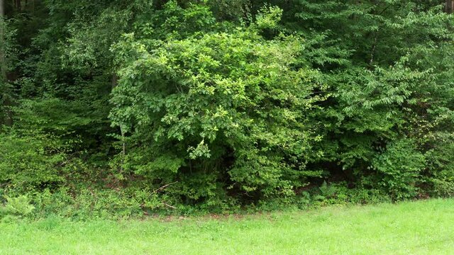 a mixed forest filmed slowly upwards t the tree tops in 4k