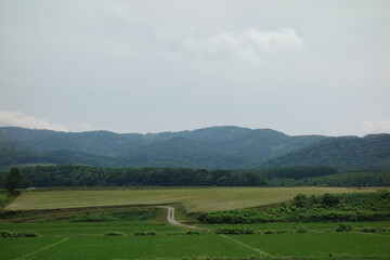 Naklejka premium 夏の田んぼの風景