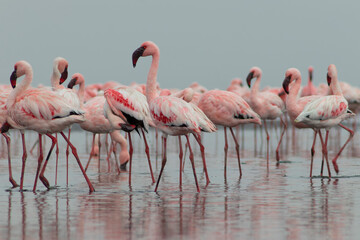 Group birds of pink african flamingos  walking around the blue lagoon