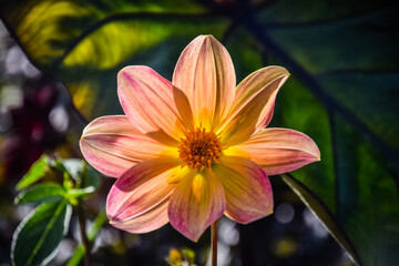 Fototapeta premium orange yellow flower