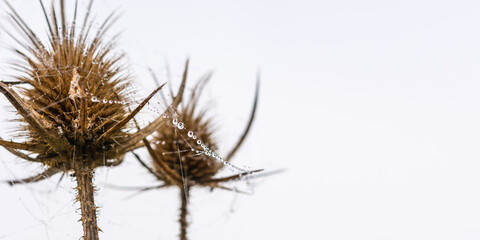Dew drops on a dry thorn. Dry inflorescence of Thistle in the web and drops of roses. Plain...