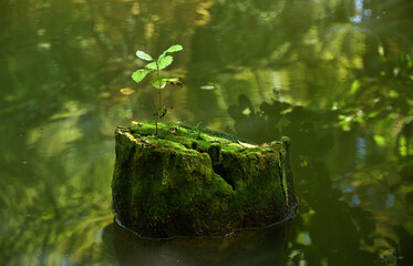 Ein Keimling auf einem alten Baumstumpf in einem See