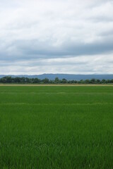 Obraz premium 夏の田んぼの風景