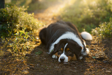 dog in a forest. Australian Shepherd in nature. Landscape with a pet.