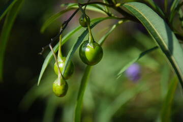 Obraz premium green olives on the branch