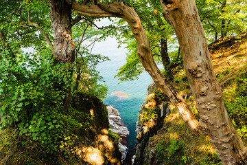 trees at the coast of bornholm