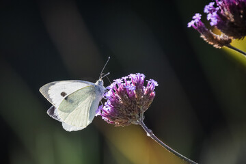 butterfly on flower