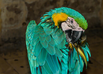 Blue-and-yellow macaw grooming