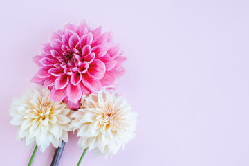 Amazing Dahlia flowers in pink and cream colors on a pink pastel background.
