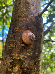snail on a tree
