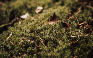 Green moss in autumn close-up. Moss macro. Nature background green forest moss. Lichen in the forest. texture of the moss.