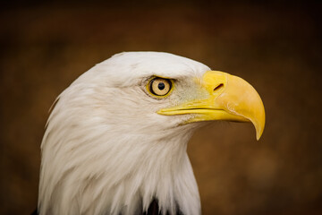 american bald eagle