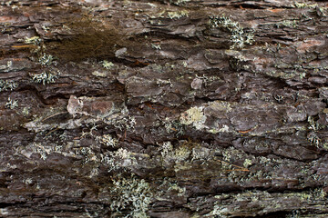 Pine bark texture. Strong tree trunk with old textured bark.