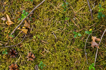 Green forest moss texture with twigs and small leaves.