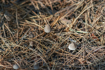 Small gray toadstool mushrooms on the ground with pine needles.
Close-up photo of nature.