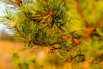 branches of a pine