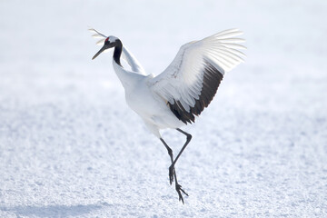 北海道　道東　釧路　タンチョウ