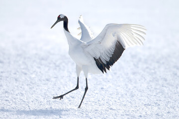 北海道　道東　釧路　タンチョウ