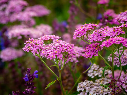 Carmine red yarrows, Achillea millefolium, a showy perennial plant, growing in a garden, closeup with selective focus