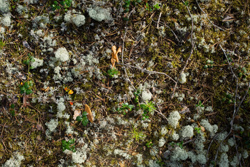 Forest moss texture. White moss, lichen, dry branches, cones, leaves.